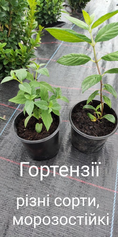 Ялівці грунтопокривні Голд кісен, блю чіп