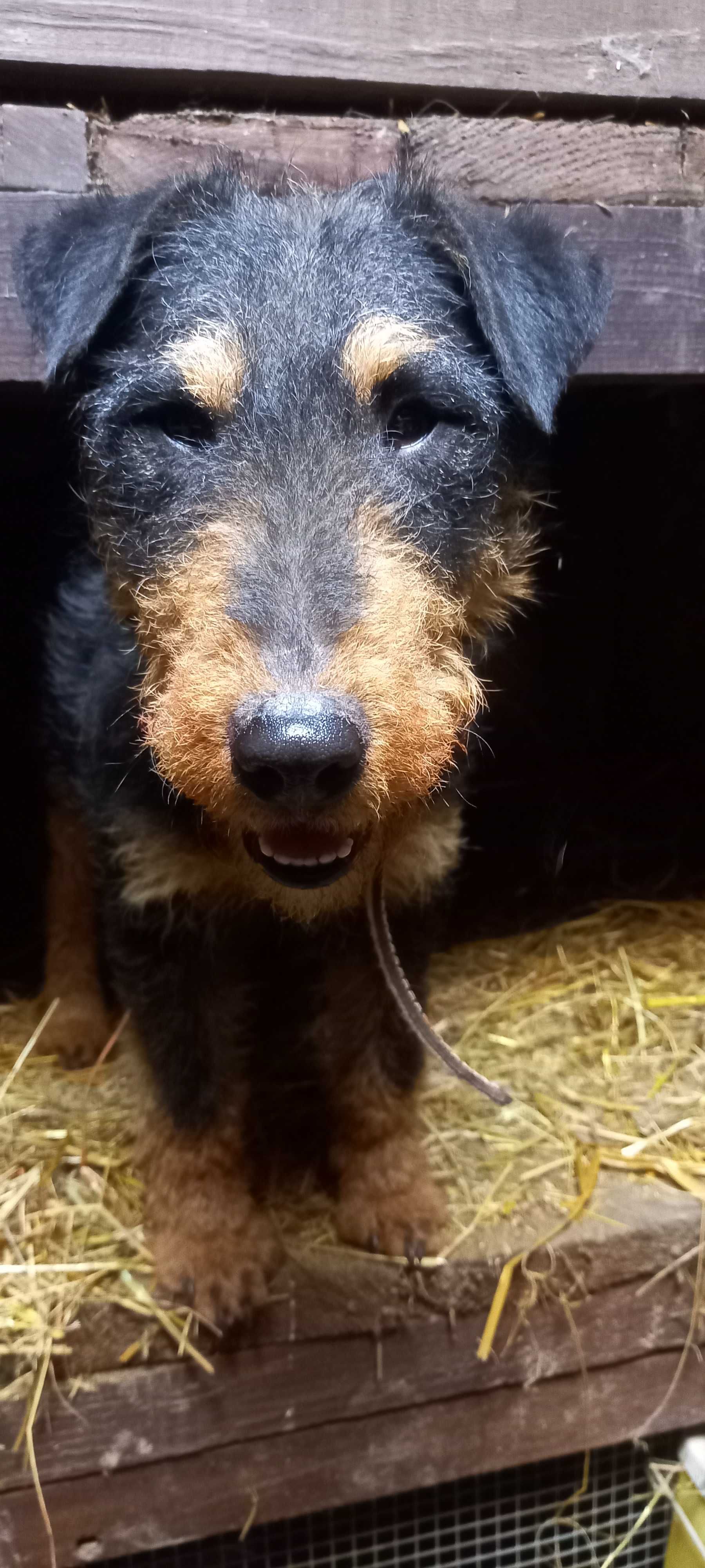Terrier niemiecki suczka