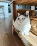 Do adopcji kicia