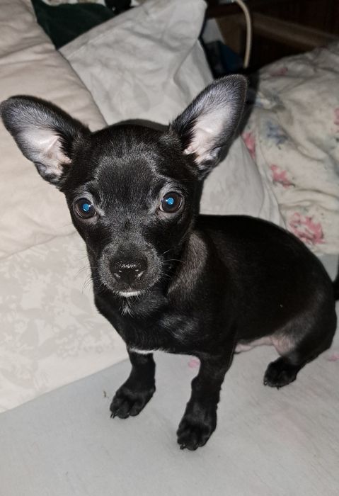 Продам чихуахуа мальчишку