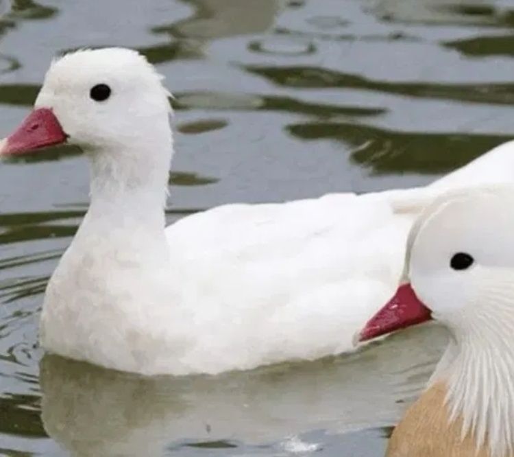 Casal mandarins 2025