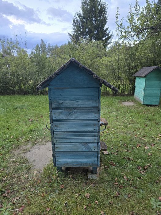 Ul typ warszawski z rojem pszczół