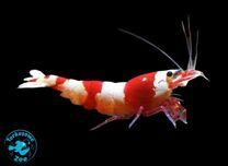 KREWETKA CRYSTAL RED (Caridina) Sklep Akwarystyczny Turkusowe Zoo