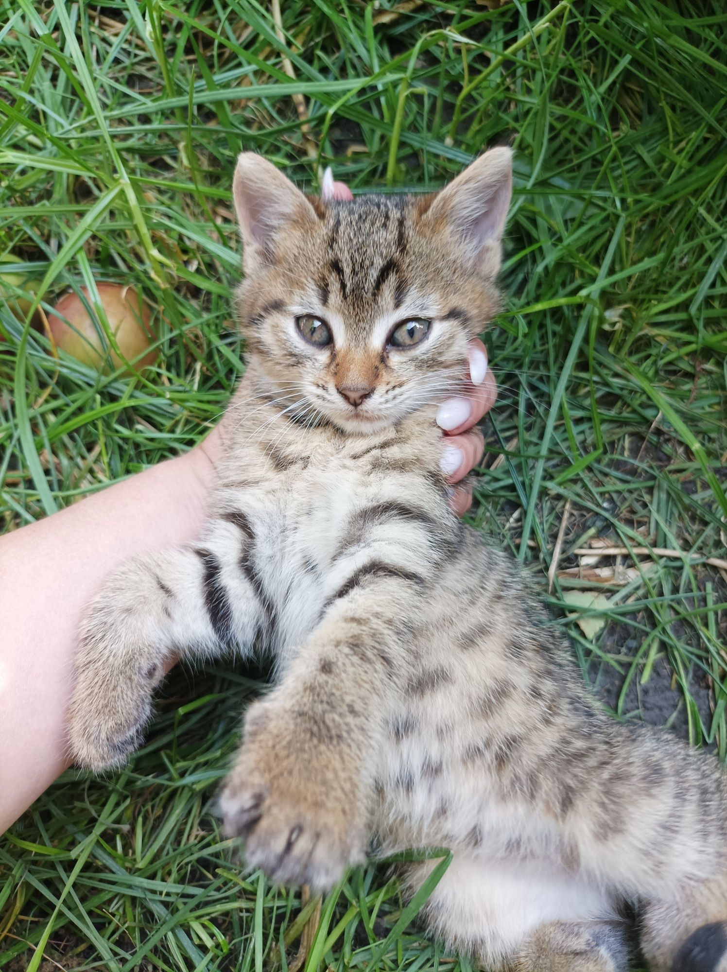 Кошенятка в добрі ручки
