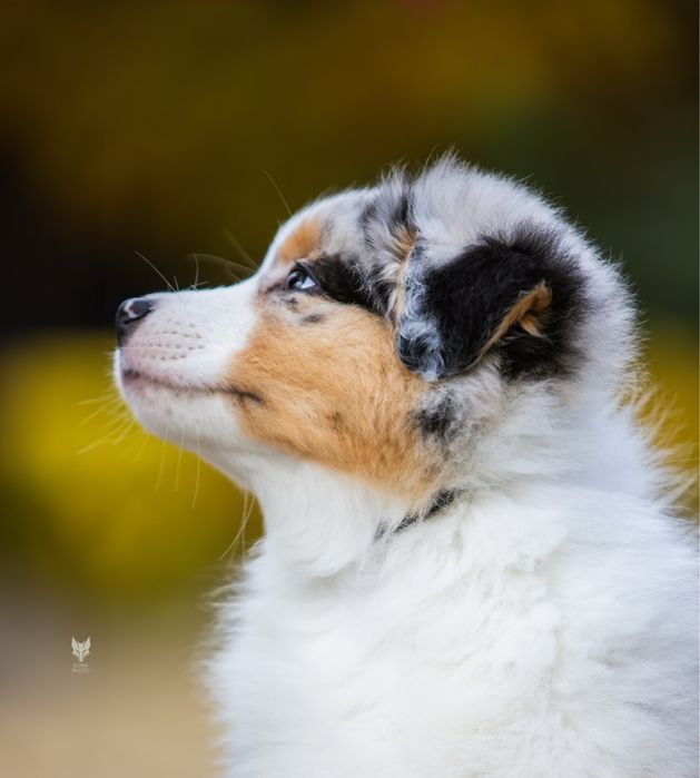 Різноока дівчинка блакитний мармур Австралійська вівчарка (ауссі)