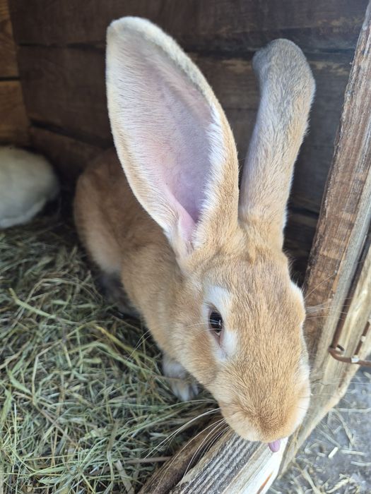 Sprzedam  ładne samice