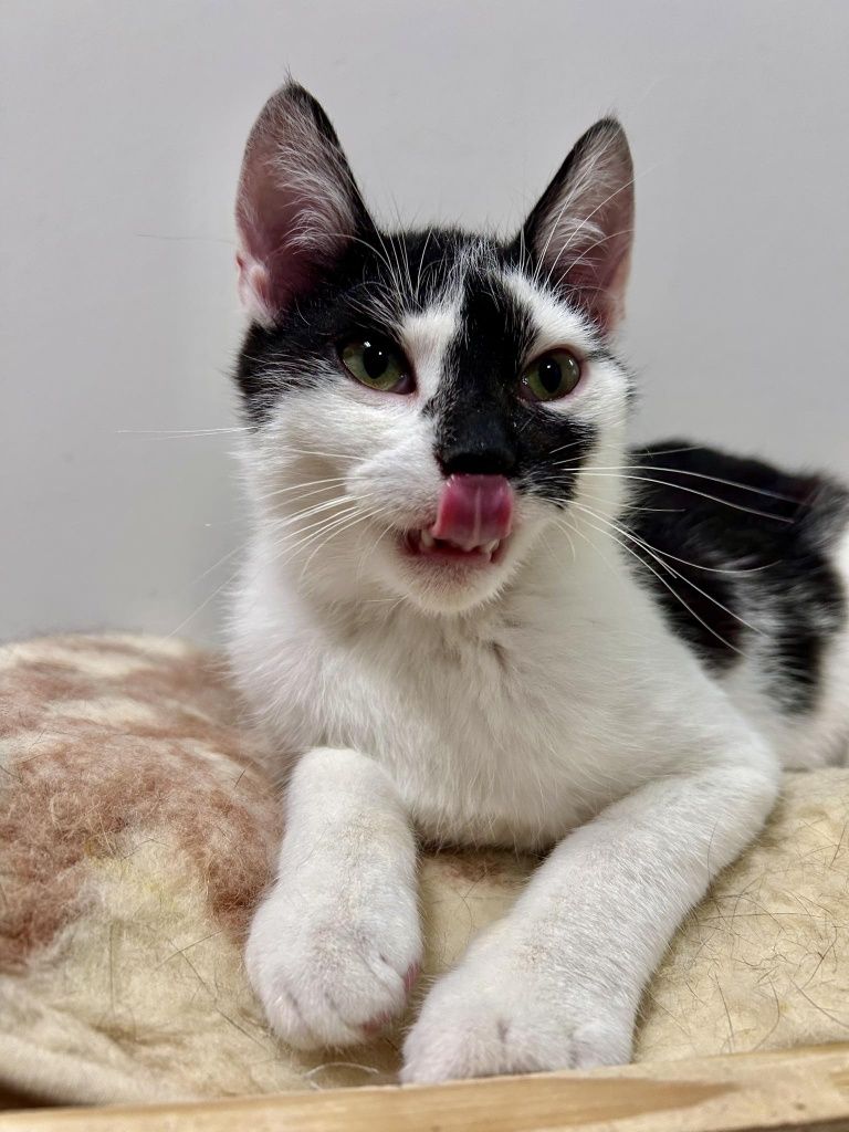 Kotek do adopcji