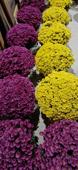 Chryzantemy drobnokwiatowe donica