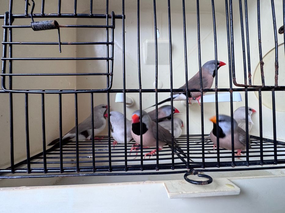 Lote de Diamantes Babete