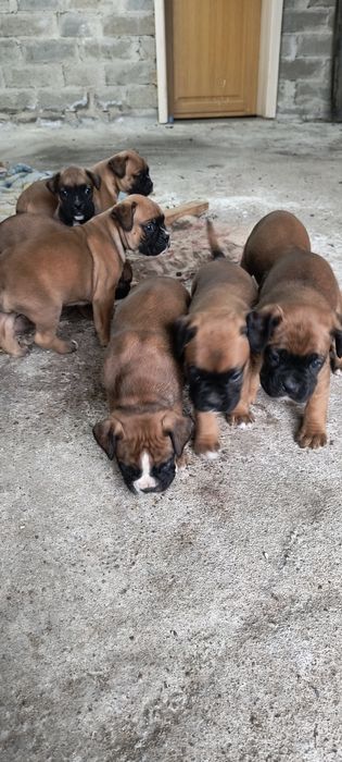 Szczenię bokser rasowe