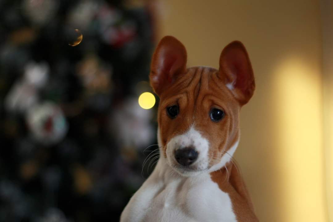 Справжнє диво, цуценя басенджи. Руде сонце. Puppies basenji КСУ FCI