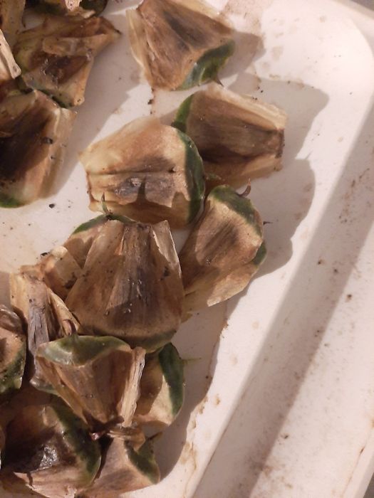 Sementes de araucaria