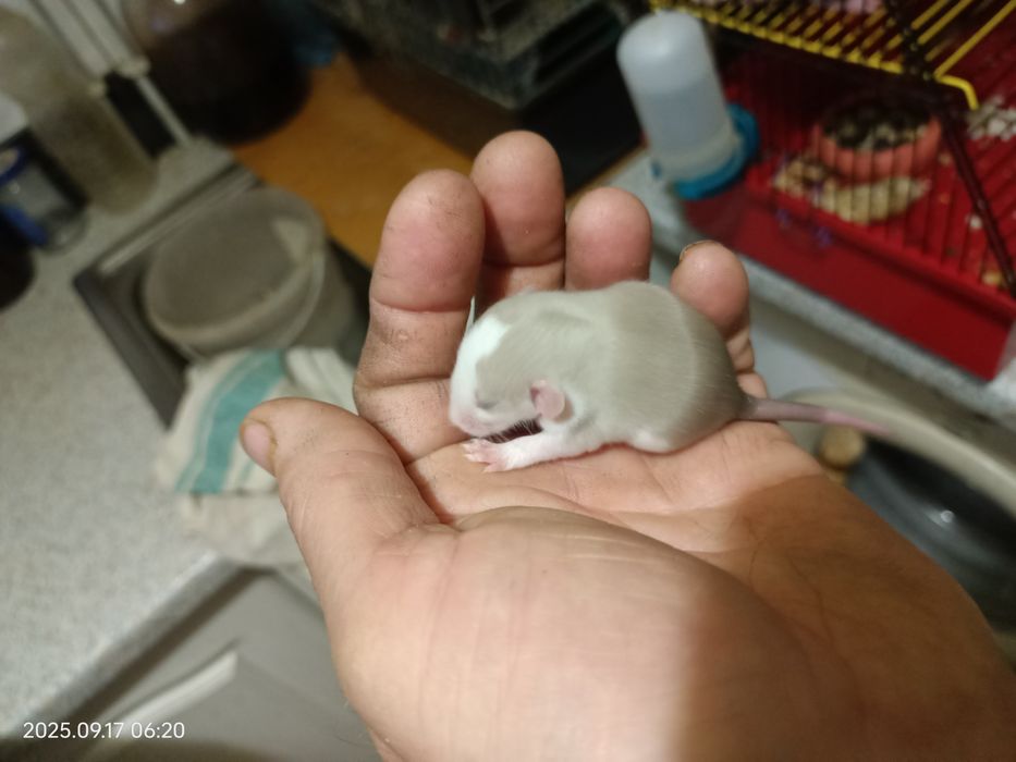 криски ручні Дамбо