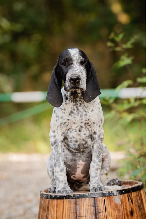 Wyżeł - wybitna suczka czeka na swojego człowieka | Wyżeł z Owernii |