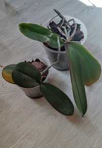 2 орхидеи за 50 гр обе