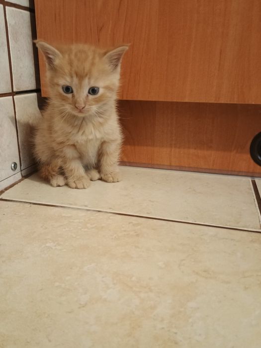 Kotki do adopcji