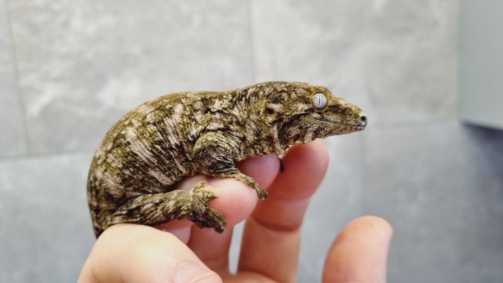 Gekon Olbrzym Pine Island, R. LEACHIANUS