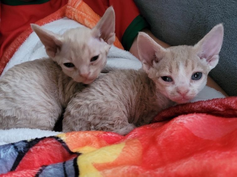Devon rex liliowy kocurek