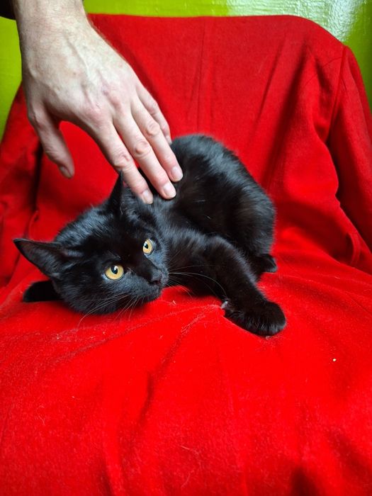 Черный кастрированный  котёнок мальчик ищет дом! Котята в хорошие руки
