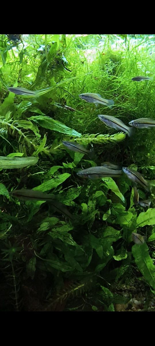 Xiphophorus helleri "Rio Jalapa"