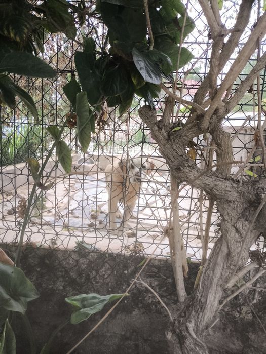 Ajuda para Labradora velhinha