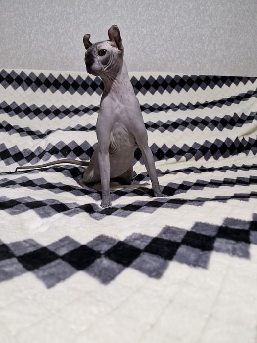 Мальчик породы Эльф