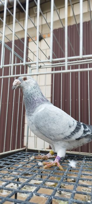 Gołębie staropolskie