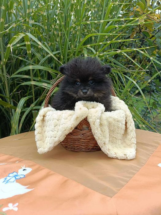 Wzorcowy Mały Szpic i wyjątkowym umaszczeniu Black and tan rodzice FCI