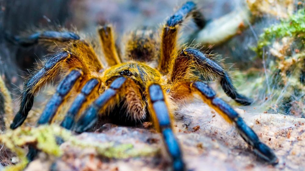 Ptasznik Harpactira pulchripes L6