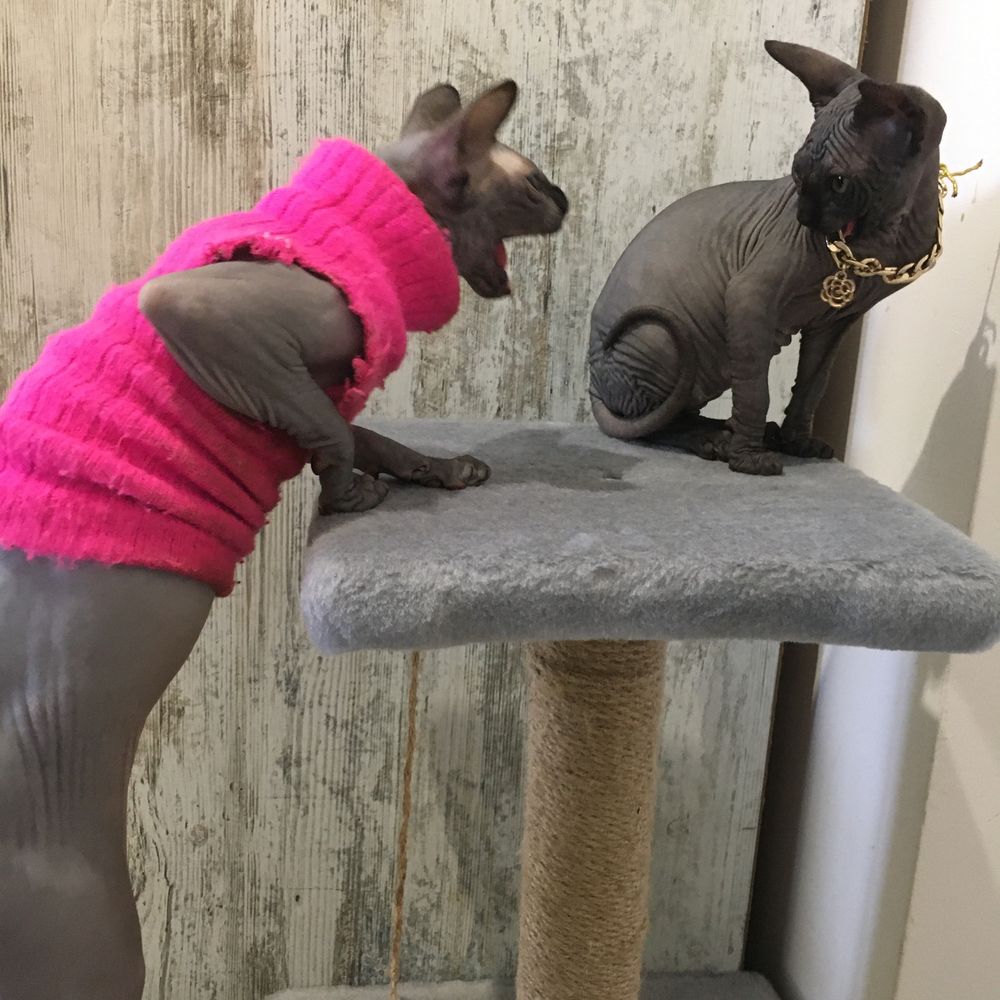 Канадський сфинкс , канадский сфінкс , Canadian Sphynx