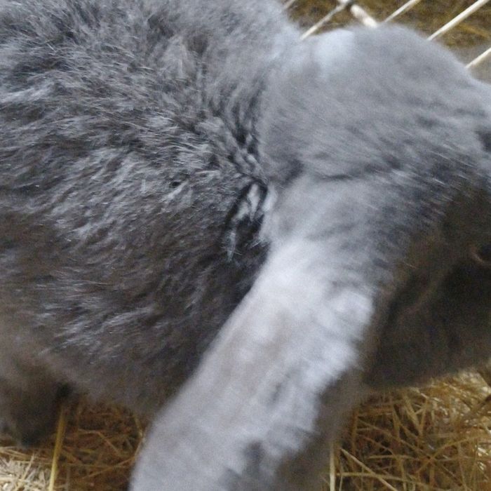 Sprzedam baranki francuskie