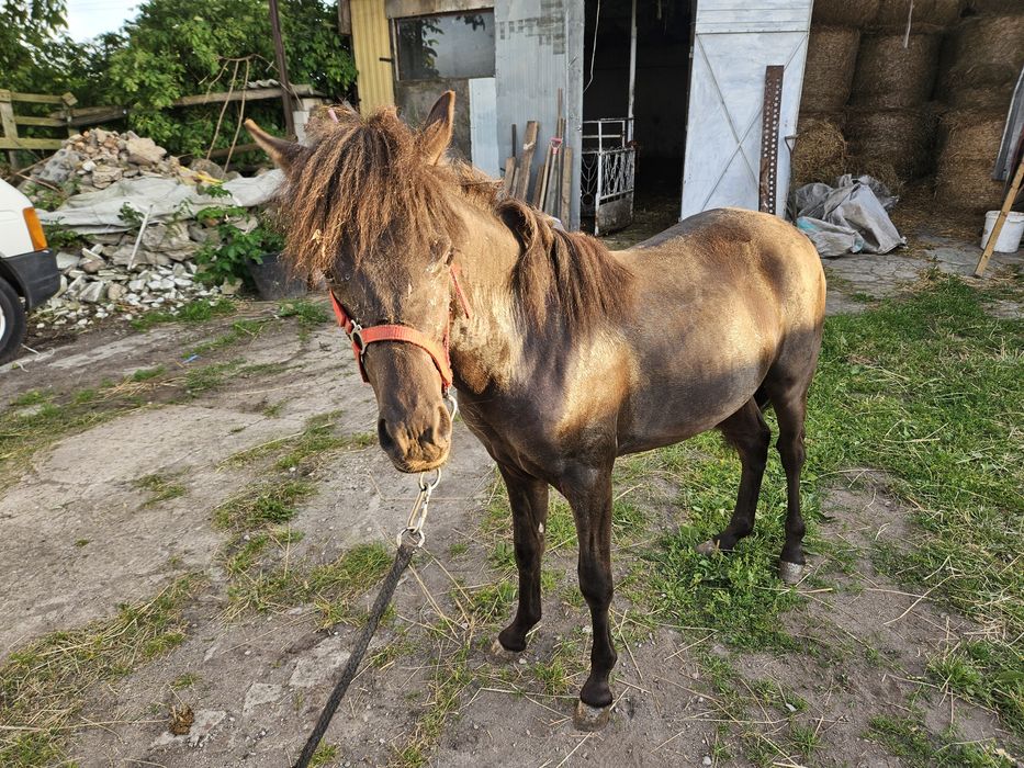 Sprzedam konika ogierka