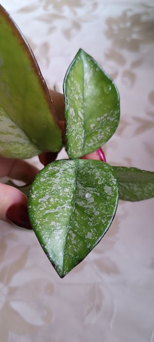 Hoya hoja Carnosa Freckles