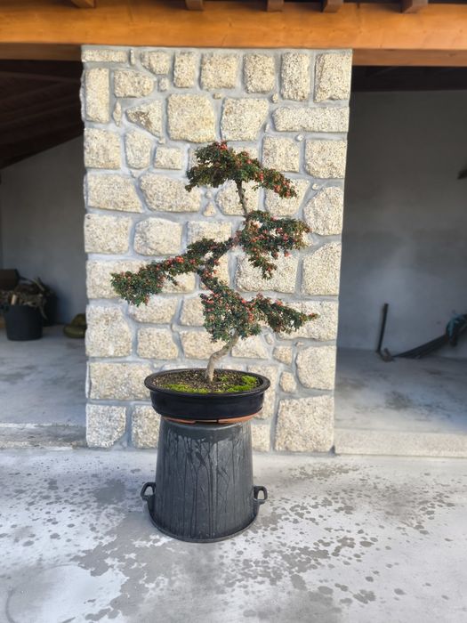Bonsai de exterior