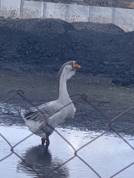 Продам молодих гусей холмогорів