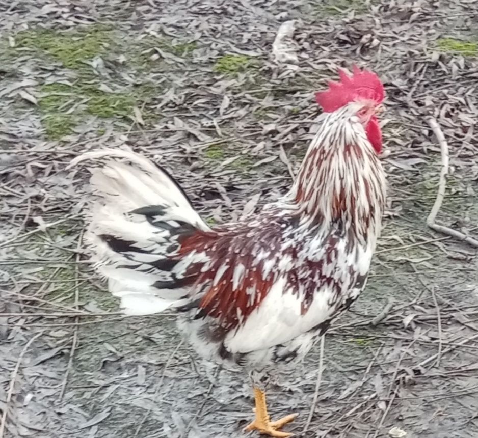 Dominant Tricolor - jajka lęgowe. .