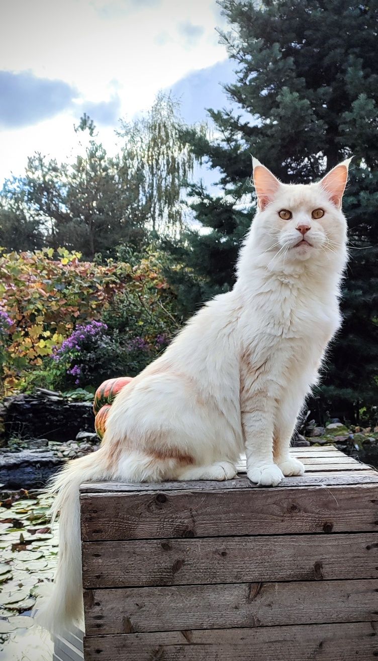 Rudy, największy z miotu Maine Coon/ hodowla