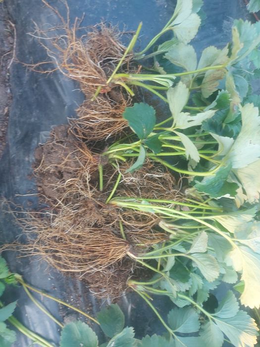 Рассада клубники разных сортов