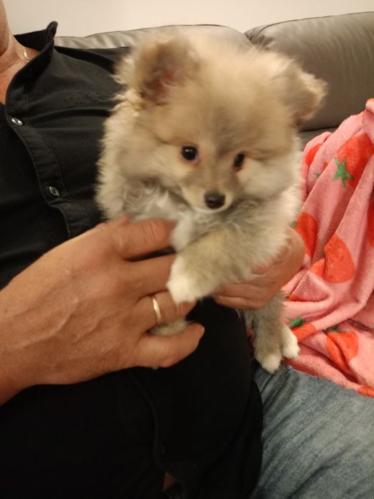 Szpic miniaturowy pomeranian