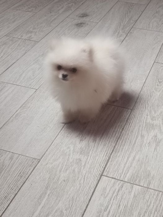 Pomeranian piesek