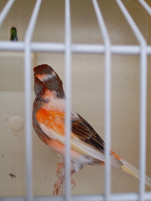 Canários Arlequim Português e Timbrado Espanhol