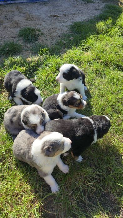 Border Collie blue marle tricolor, czarno białe