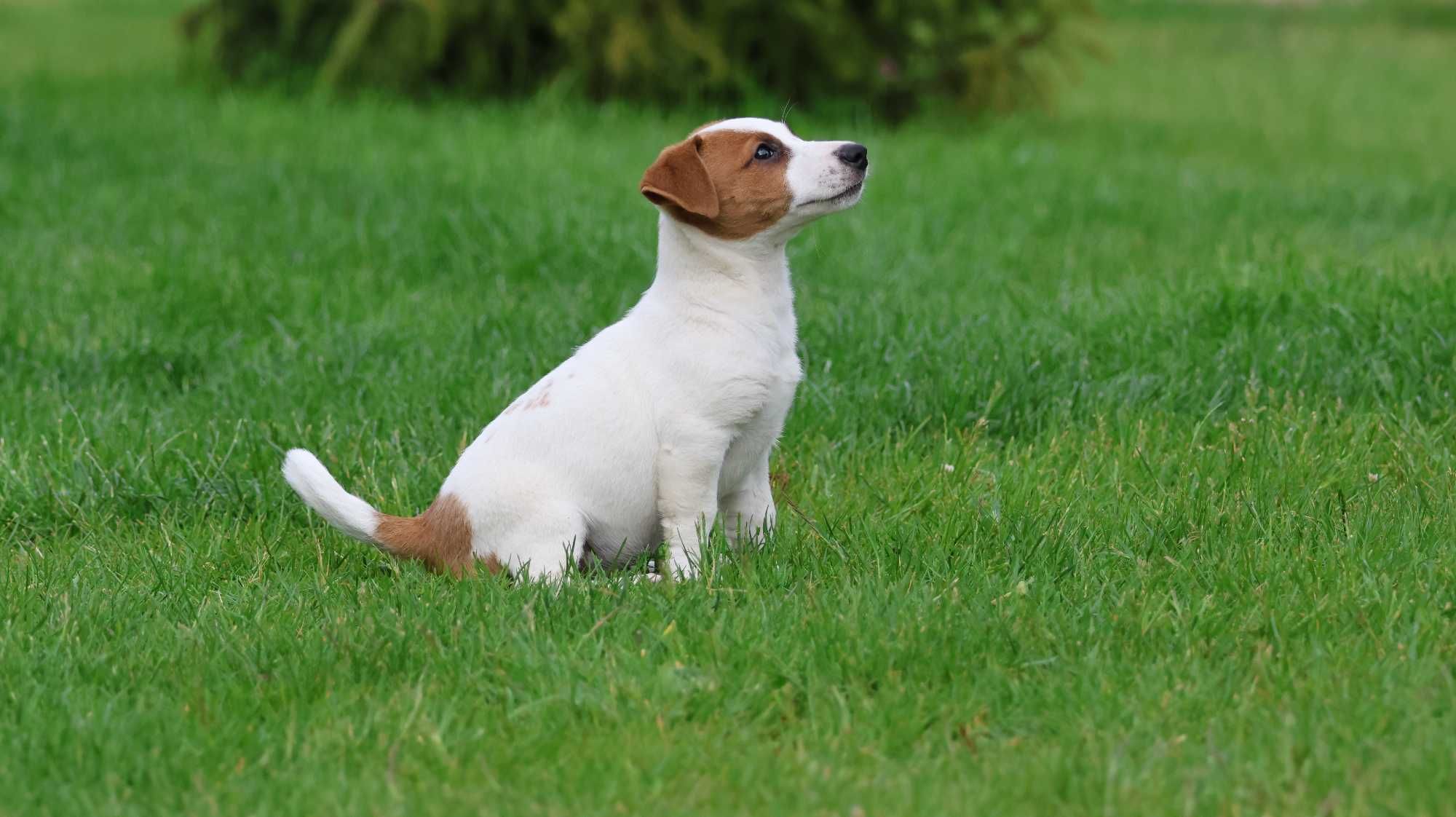 Suczka Jack Russell Terrier z hodowli "BREFIO "-bad.genetyczne