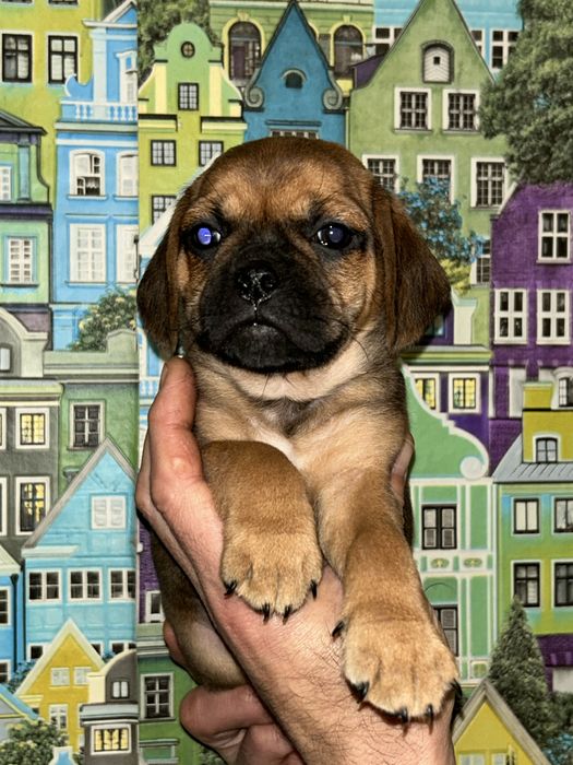 Продам милих малюків породи Пагль