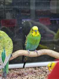 Papuga falista - ptaszki | papużka | ptaszek