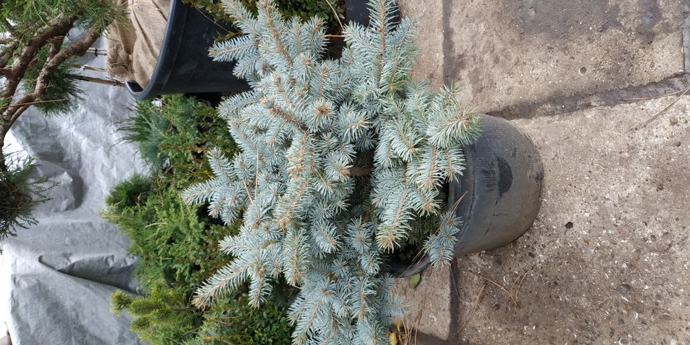 Ель голубая шарообразной Abies lasiocarpa Argentea
