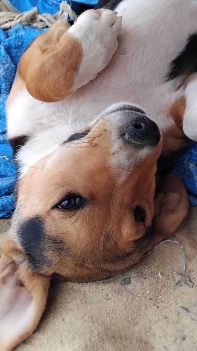Dá-se cachorrinha para adopção responsável