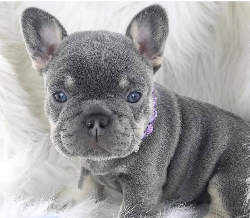 Блакитна.       дівчинка