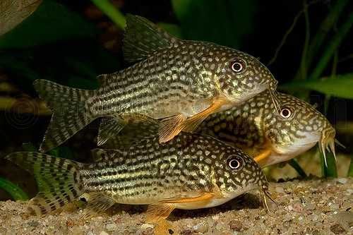 Kirysek Strerby Corydoras sterbai