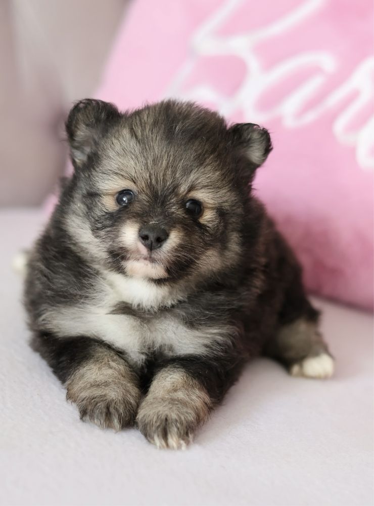 Pomeranian suczka